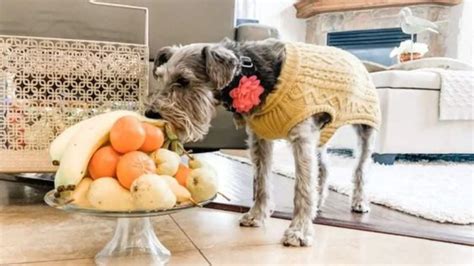 Qu Comida Se Le Puede Dar A Un Schnauzer Alimentos Caseros Y