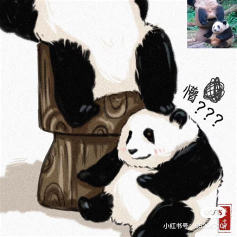 Ghim của Gerard Meuter trên PANDA Gấu trúc Gấu