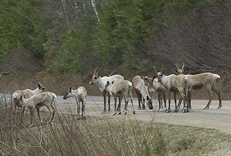 New Research Shows Habitat Loss Driving South Peace Caribou Towards ...