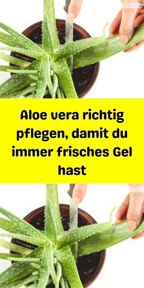 Aloe Vera Richtig Pflegen Damit Du Immer Frisches Gel Hast Aloe Vera