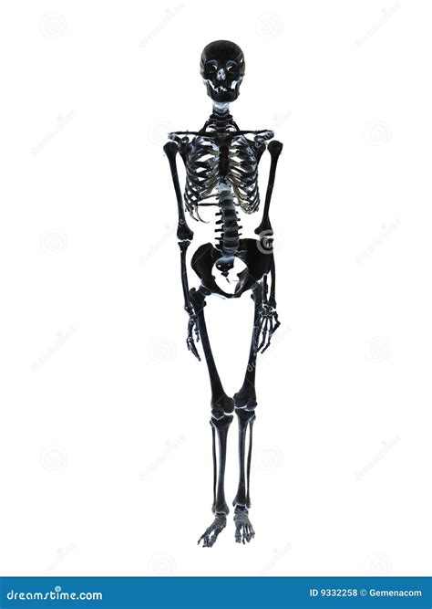 Black Skeleton Royalty Free Stock Photos Image