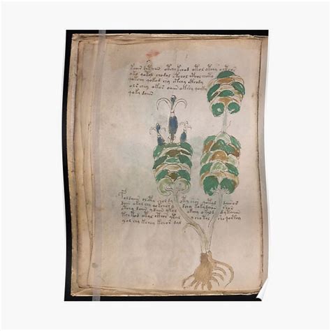 Voynich Manuscript Book Manuscript Old Book Vintage Mysterious