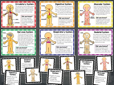 Human Body Systems And Organs For Primary Grades Science Etsy