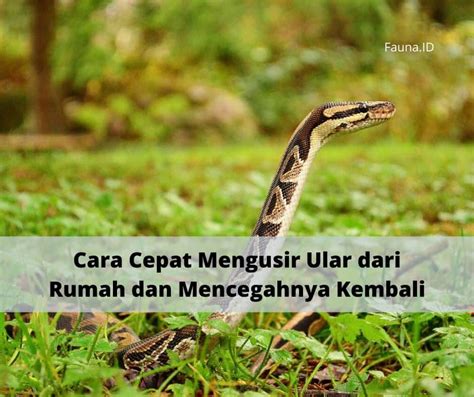 Cara Cepat Mengusir Ular Dari Rumah Dan Mencegahnya Kembali Fauna ID