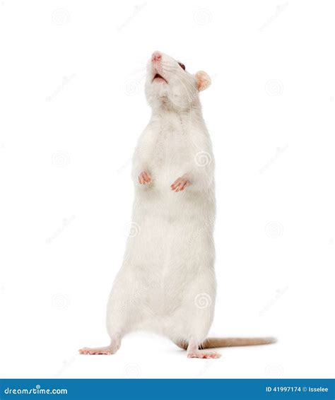 White Rat On Hind Legs 8 Months Old Stock Photo Image 41997174