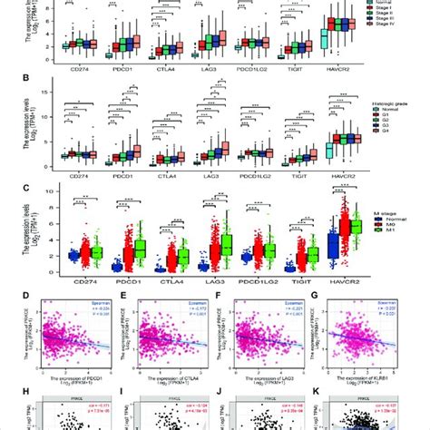 The Relationship Between PRKCE Expression And Immune Checkpoint Genes