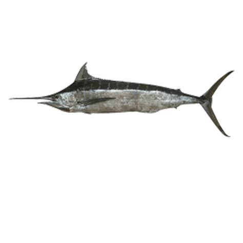 Fresh Blue Marlin (Kajiki) - Tropic Fish Hawaii