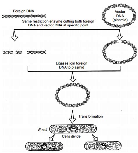 With The Help Of Diagrammatic Representation Only Show The Steps Of