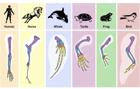 Topic 5 Evolution And Biodiversity Flashcards Quizlet