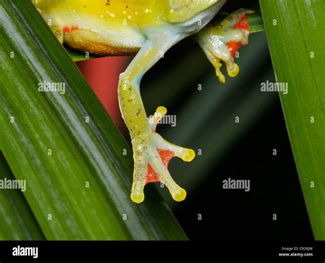 Webbed Toes Hi Res Stock Photography And Images Alamy