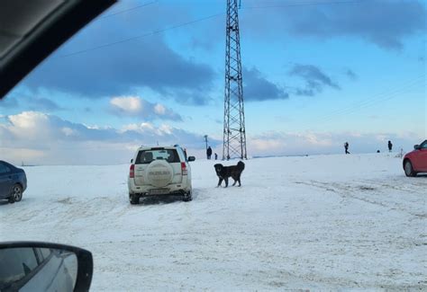 FOTO O mamă cu un copil atacați de un câine la săniuș în Feleacu