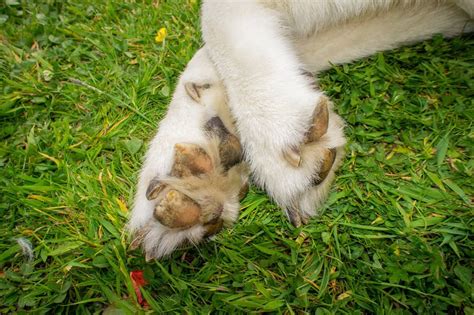 Will My Dogs Paw Pads Grow Back