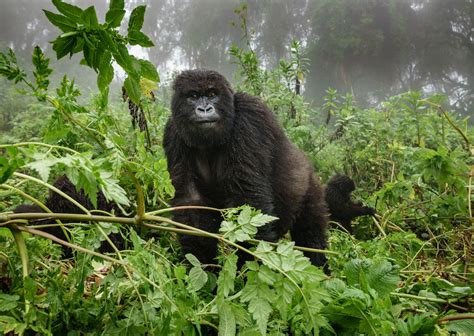 The Thrill of Looking for and Finding Gorillas in Virunga National Park