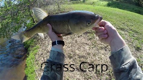 Fly Fishing For Grass Carp Ep23 Youtube