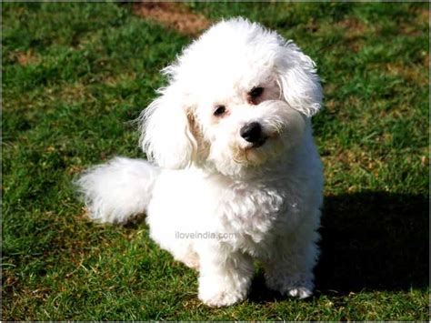 Bichon Frise Full Grown Size - Gimera