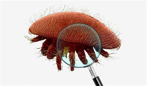 varroa destructor  worldwide scourge pollenity