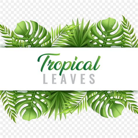 Tropical Leaves Frame Vector Hd Png Images Trendy Tropical Leaves With