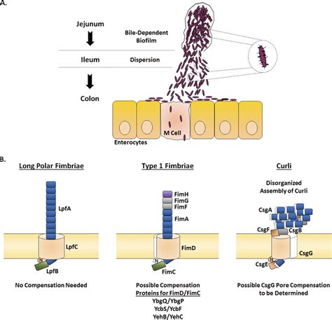 Hypothesized Model Of Shigella Flexneri Adherence Factor Expression