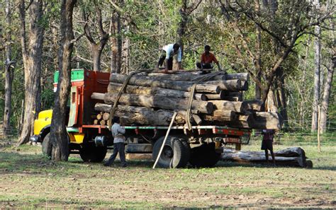 Free Images Tree Forest Wood Hay Farm Transportation Transport