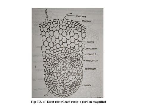 Solution Grade Xii Internal Structures Dicot And Monocot Roots Studypool