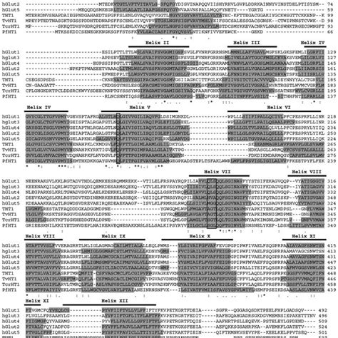 Sequence Alignment And Transmembrane Predictions For Hexose