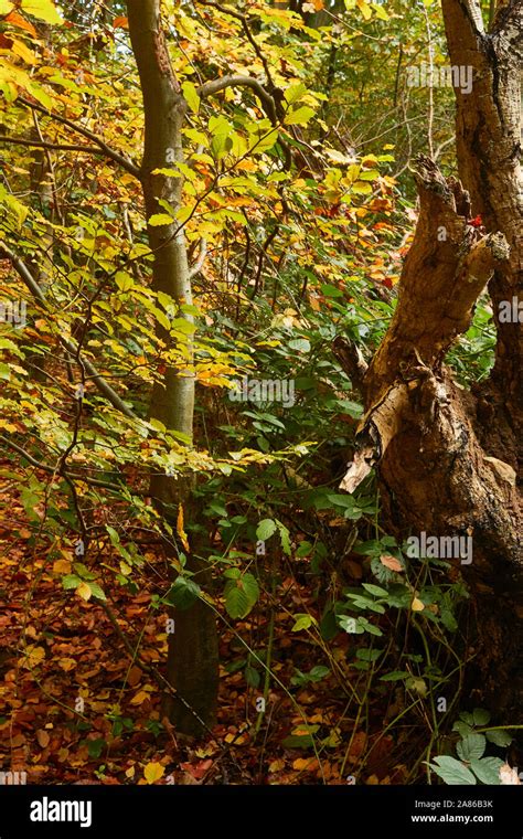 Natural woodland landscapes in an English Autumn Stock Photo - Alamy