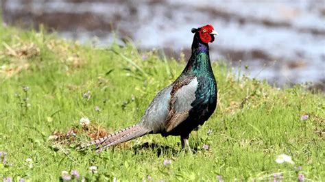 Why Is The Green Pheasant The National Animal Of Japan Birdful