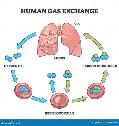 The Oxygen Cycle Cartoon Vector CartoonDealer 60944103