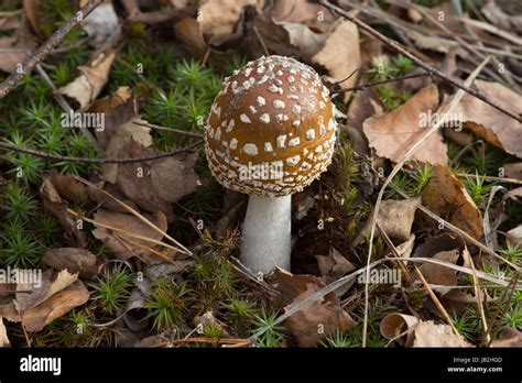 mushroom with brown hat and white spots in the autumn wood and brown ...