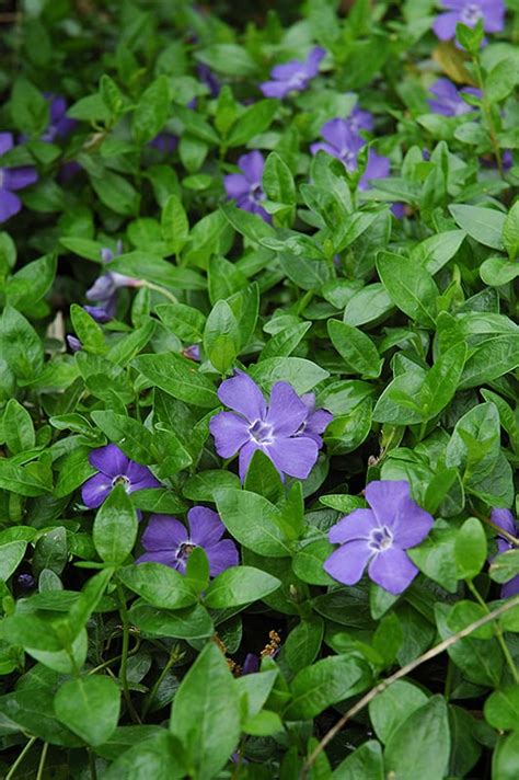 Bowles Minor Periwinkle Calloway S Nursery