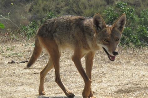 Coyote Diseases: Are There Coyotes With Mange Or Rabies?