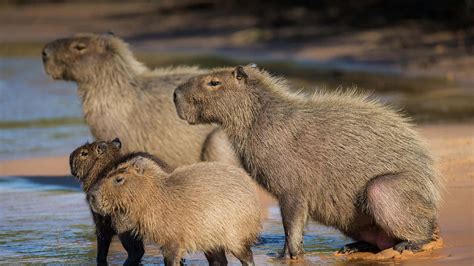 100 Capybara Backgrounds