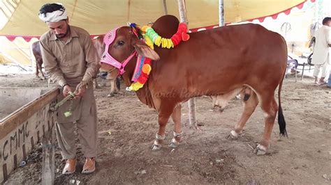 HAJI SAHAB K RATES BATAO HIGH YA LOW Bakra Mandi Pakistan 2019 YouTube