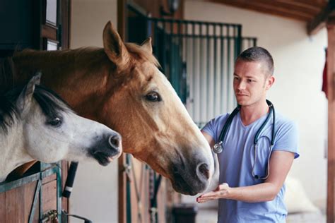 Gabapentine Utilisation clinique et pharmacocinétique chez le chien