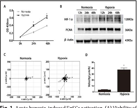 Figure 1 From FG 4592 Accelerates Cutaneous Wound Healing By Epidermal