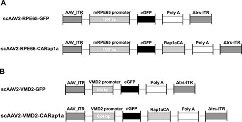 Diagrams Of Self Complementary Adeno Associated Virus Scaav To