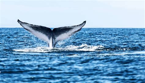 Blue whale hearts pump as slowly as 2 beats per minute - Futurity