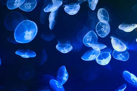 Moon Jellyfish Pictures – VitalCute