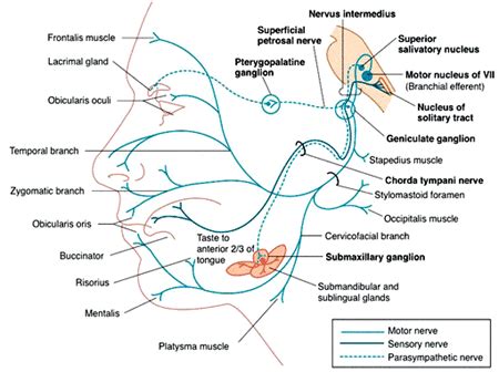 Paresi facciale Cosa è e come si cura iter completo