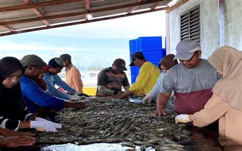 Pemprov Targetkan Udang Vaname Kalteng Jadi Komoditi Andalan Nasional