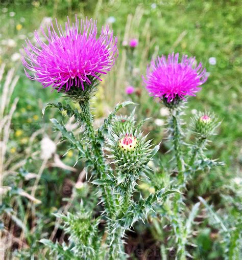 Large herbaceous medicinal plant burdock Arctium 3039499 Stock Photo at ...