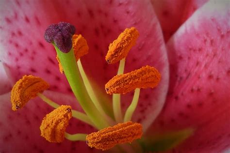 Lily Stamen Flower Petal Blossom Flora Macro Close Pollen