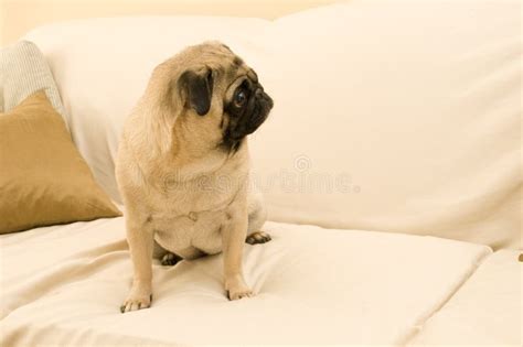 Cute Pug on Couch stock photo. Image of expressive, cute - 7280234