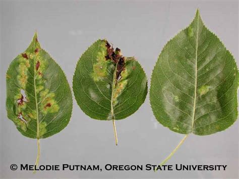 Pear leaf blister mite | College of Agricultural Sciences