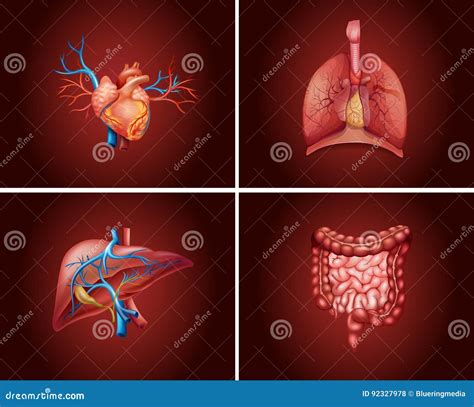 Fyra Olika Delar Av M Nskliga Organ Vektor Illustrationer