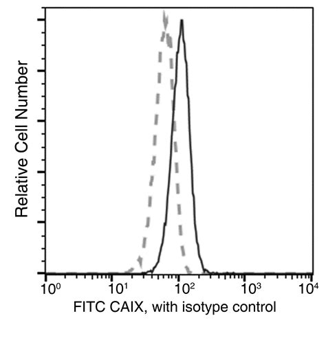 Recombinant Anti Carbonic Anhydrase Ixca9 Antibody Fitc Rabbit Mab 10107 R053 F Sino