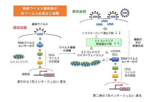 【記者発表】rnaウイルスの増殖を抑え込む、2段階目の防御戦略を発見～dnaウイルスへの反応経路を利用～ 東京大学生産技術研究所