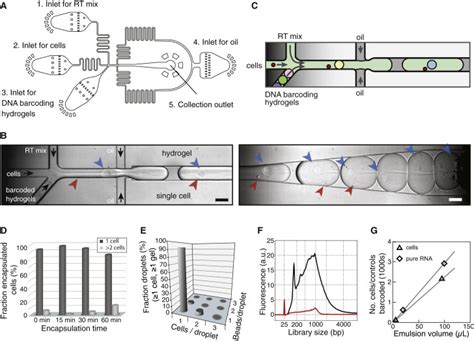 Droplet Barcoding For Single Cell Transcriptomics Applied To Embryonic