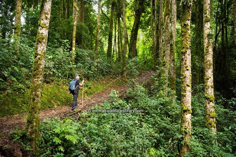 Photos And Pictures Of Hike To Ndambarare Waterfall In Nyungwe