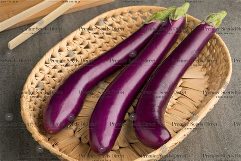 Italian Aubergine Long Purple | Aubergine | Premier Seeds Direct ltd